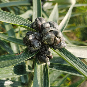 【可食用百合种球】可食用百合种球品牌,价格 - 阿里巴巴