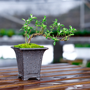 新六月雪悬小创意紫砂茶壶景栽水壶造型盆盆迷你崖绿植茶桌生日.