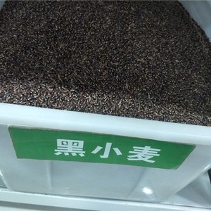 1斤2019新农家黑小麦种子黑麦子打磨面食用发生麦芽苗榨汁酿酒