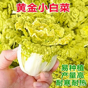 黄金小白菜种子四季播金黄色乌塌菜种籽农家大田阳台盆栽黄心乌孑