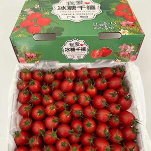 现货广东电白冰糖千禧5斤甜新鲜冰糖小番茄水果市场西红柿现摘发