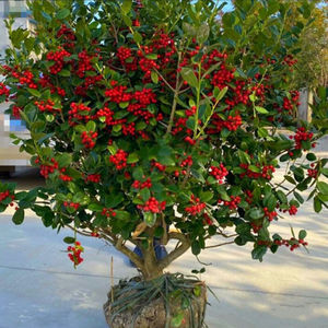 【枸骨树球】枸骨树球品牌,价格 - 阿里巴巴