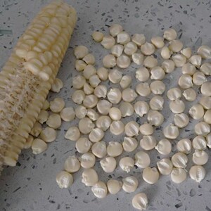 笨玉米白马牙杂粮大陆老玉米种子解放前老棒子种子可以继续留种