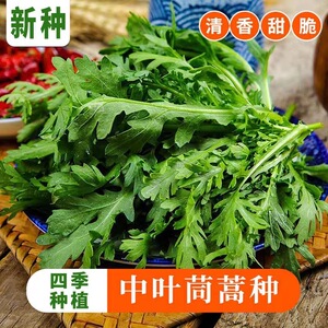 皇帝菜中叶茼蒿种子青菜种籽春菊菜种茼蒿菜种籽种四季蔬菜孑菜籽