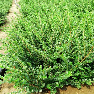 平枝荀子铺地蜈蚣小叶栒子平枝旬子苗盆景匍匐灌木工程绿化苗木