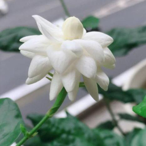 红五工厂店淘宝22正品重瓣圆叶宝珠茉莉n花苗绿植 阳台庭院芳香浓郁