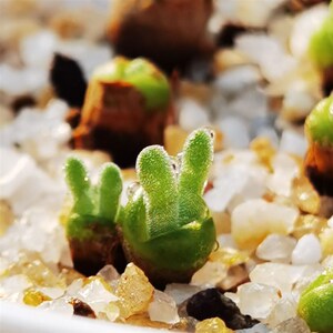 桩萌哒碧光环小兔子带耳朵带球茎多肉植物 多肉老t萌植绿盆栽花卉