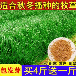 养牛草种多年生