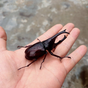 独角仙幼虫活虫饲养套装甲虫宠物成虫活物昆虫锹甲木屑食物饲养盒143