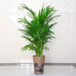 网红进口耐热喜阳绿植盆栽室内阳台观叶植物植如初见芒小果嘿122