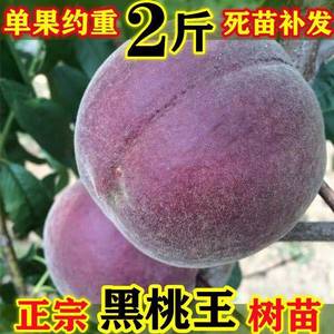 新品种黑桃王桃树苗黑桃皇后巨型晚熟脆甜嫁接果树果苗南北方种植