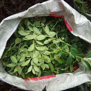 做黑米饭的叶子乌饭叶新鲜南烛叶乌饭草乌饭树叶乌树叶乌米饭乌