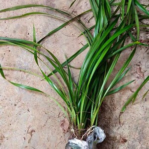 云南花草小叶虎头m兰5苗送花土细叶虎头兰花卉苗阳台盆栽蕙兰