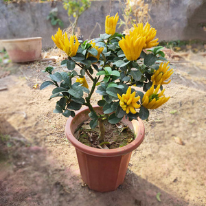 锦林佛手金华佛手盆景带果金x佛手苗盆栽花卉千指佛手小果原土原