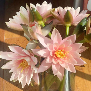 香槟色睡莲鲜花云南昆明鲜切花莲花室内桌面装饰插花母亲节礼品花