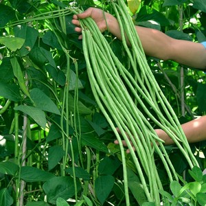 长豆角种子苗秧豇豆四季豆蔬菜种籽大全孑豆种扁豆九粒白不老芸豆