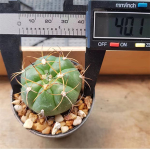 欧洲进口代良宽仙人球实生裸萼属粉花 狂刺易养多肉植物