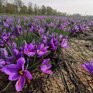 室外花卉植物易活耐寒庭院绿化多年生宿根低矮番红花冬天种植开花