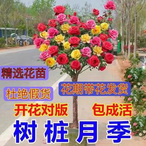 树桩月季多色阳台盆栽嫁接独杆特大花苗浓香庭院花卉高杆四季开花