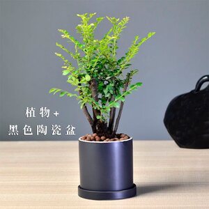 新品栽檀树景小叶紫檀盆景树苗室植d盆桩紫n内阳台花卉绿檀盆紫耐