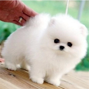 tb50542963淘宝博美幼犬纯种茶杯犬小型可爱俊介迷你长不大真狗狗活