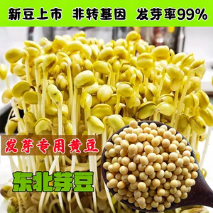 发芽黄豆新货东北芽豆非转基因690小豆子纳豆生豆芽专用黄豆种子