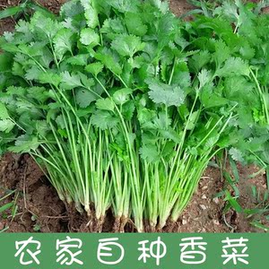 现挖新鲜香菜带跟叶菜时令蔬菜重庆农家自种香料调味食材农产品