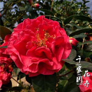 帕克斯先b生大苹果茶花盆栽树巨苗型花朵山卉绿植阳台办公庭院花