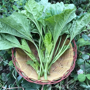 【苋菜新鲜冬苋菜】苋菜新鲜冬苋菜品牌,价格 - 阿里巴巴