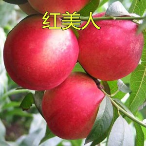 果树苗 嫁接红美人果树苗 李子树苗 南北方种植 李子苗 当年结果