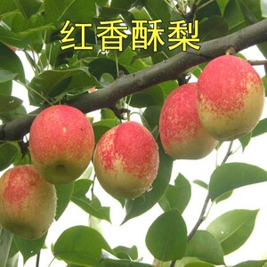 红香果苗