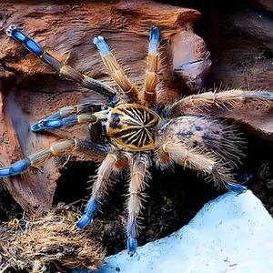 进阶南非蓝脚巴布im蓝腿巴布蜘蛛高端c8活体活门捕食捕鸟蛛