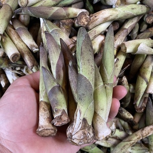 云南野菜雪笋新鲜大竹叶菜可凉拌煮汤食用产地直发航空非竹笋