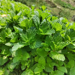 贵州新鲜红骨薄荷叶农家自种留兰香狗肉香鱼香菜调酒烘焙装饰包邮