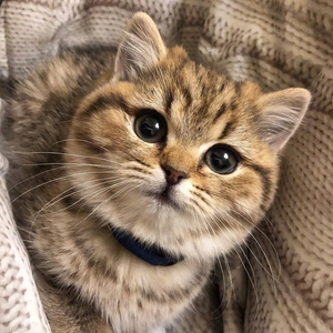 中华田园猫狸花猫活体大肥橘猫幼崽虎斑猫家养小猫咪纯黑白宠物猫