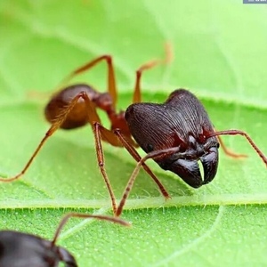中华四节大头蚂蚁 宠物蚂蚁