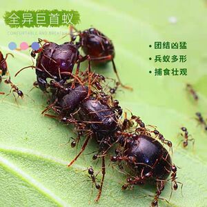 全异巨首蚁盲切叶蚁特化兵蚁宠物产卵蚁后活体活物繁殖好养大型