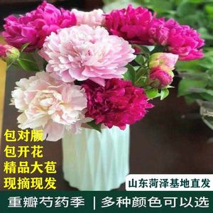 鲜切花牡丹