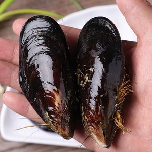 活青口贝鲜活特大海虹带壳整箱6斤淡菜贻贝海鲜水产贝类海红海味