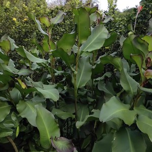 蕉芋儿粗粮芭蕉芋头块茎旱藕蕉芋芽蕉木芋白金芋姜藕现挖新鲜