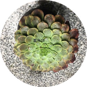 好养多肉 多肉植物法师幼苗万圣节 星爆k 黑萝莉,红覆轮多肉植物