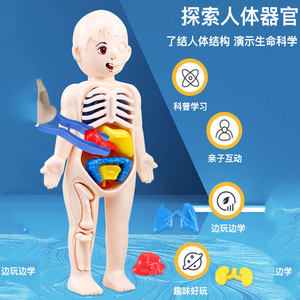 人体器官结构解剖模型儿童幼儿早教玩具diy认知拼图身体仿真内脏