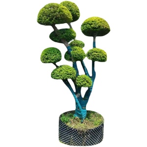 精品庭院小叶女贞球造苗树型柱z四绿篱围墙棒棒糖盆栽工程状季种