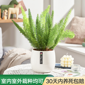 狐尾天门冬盆栽植物庭院花园柜台绿植四季常绿客厅室内室外可养