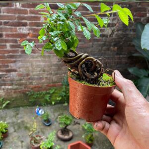 小叶榆树盆景提根微盆栽植物办公室掌上盆景榆树苗