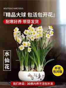 漳州水仙花盆栽种球带花苞水养花卉植物室内阳台四季开花好养易活