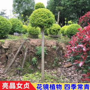 小叶女贞球庭院别墅绿化球 花镜植物亮晶女贞树苗 四季常青棒棒糖