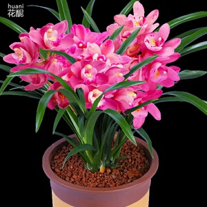 兰花香妃 黄金美人 浓香花苞建兰名贵花卉盆栽植物室内花好养四季