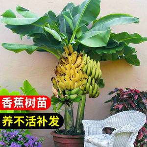 香蕉树苹果蕉红皮矮化芭蕉盆栽水果苗庭院当年结果抗寒盆栽易成活