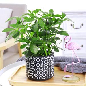 七财叶莲花栽水养盆栽属树虎vzj招财水培植物七绿叶连八方来植花